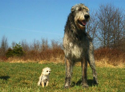 Ирландский волкодав и маленькая собака