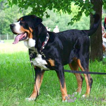 Большая швейцарская горная собака
