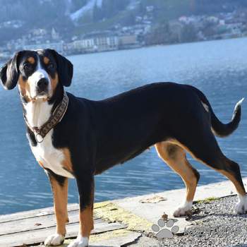 Antlebuch Mountain Dog