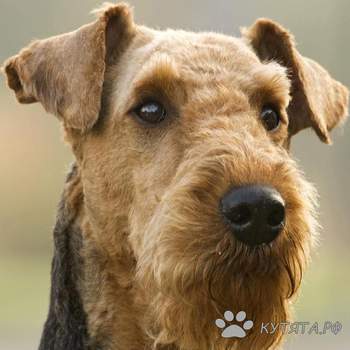 Airedale