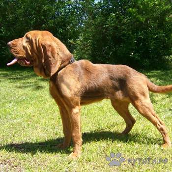 Bloodhound