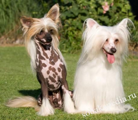 Китайская хохлатая собака - описание породы, характер и фото