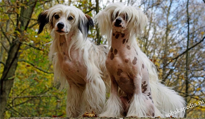 Китайская хохлатая собака: фото, характер, описание породы