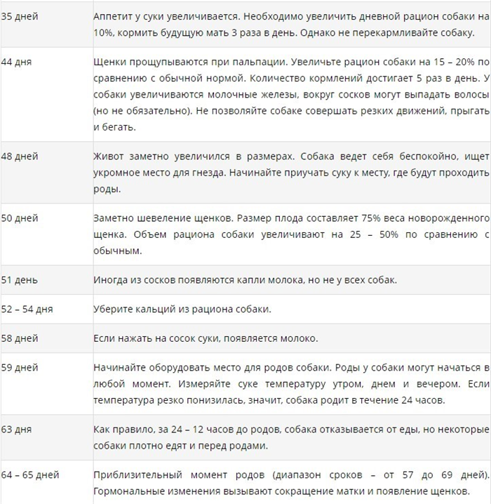 Календарь беременности у собаки