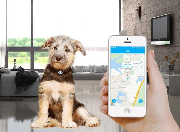 Полезные гаджеты для вашей собаки на Aliexpress: GPS-трекеры на любой кошелек