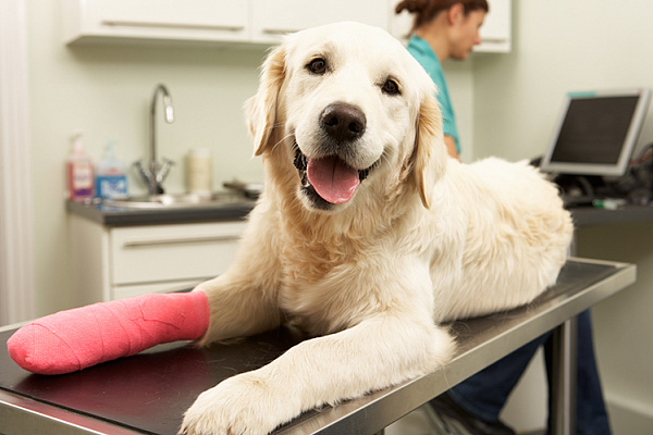 Как обработать рану у собаки?