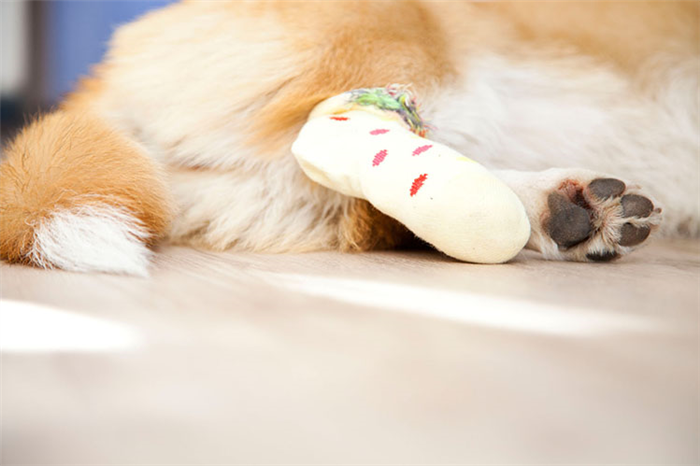 Как обработать рану у собаки