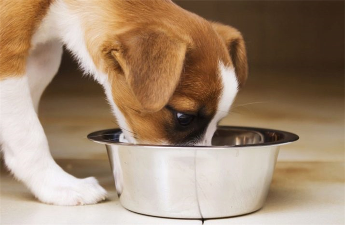 ВСЕ О ПОРОДЕ СОБАКИ PURINA PRO PLAN