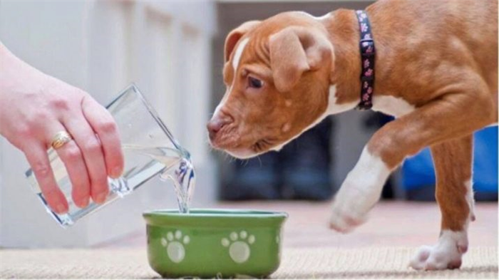 ВСЕ О ПОРОДЕ СОБАКИ PURINA PRO PLAN