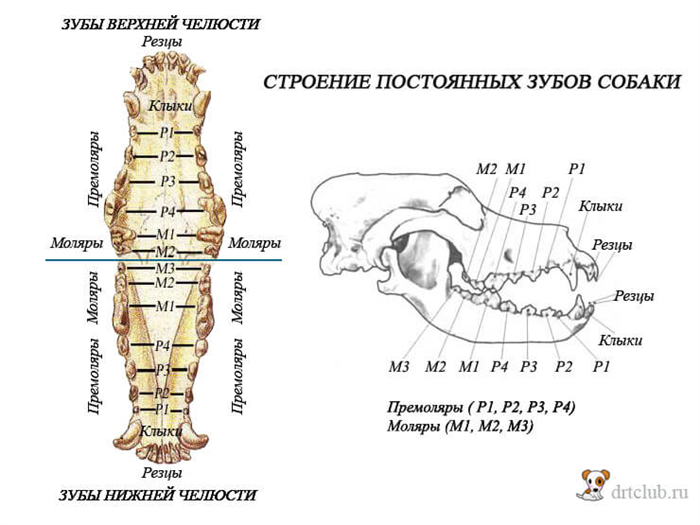 Сколько зубов у собаки