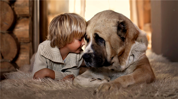 Большая собака и маленький ребенок