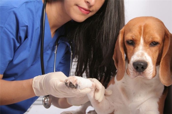 Лечение гнойных ран у собак антибиотиками проводится ветеринаром в ветеринарной больнице под строгим ветеринарным контролем
