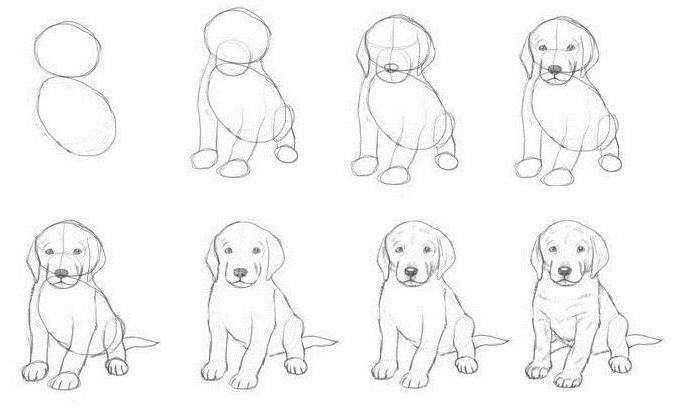 Как нарисовать сидящую собаку карандашом для детей, сидящую, лежащую