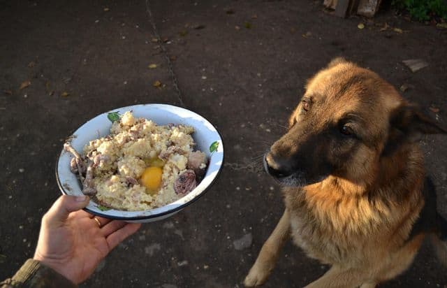 Собаку кормят кашей