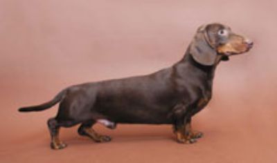 Купить Мини Таксу Заводчик