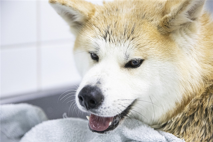 Молчаливые породы собак: Акита Иную