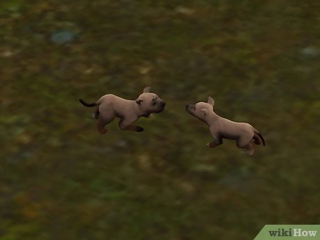 Название изображения Разведение домашних животных в The Sims 3 Питомцы (PC) Шаг 5