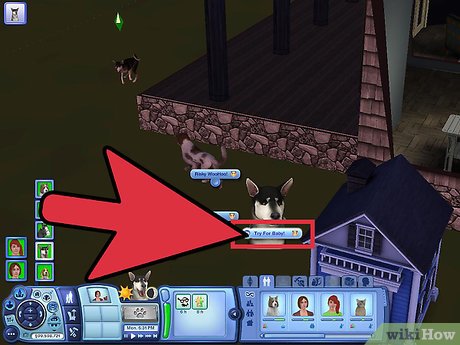 Название изображения Разведение домашних животных в The Sims 3 Питомцы (PC) Шаг 1