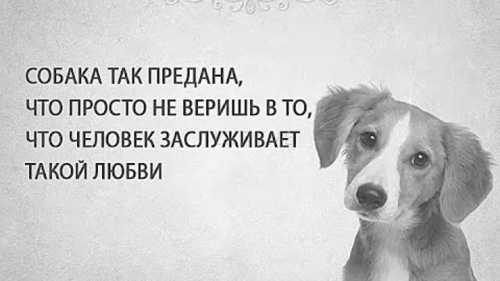 Цитаты и фразы о собаках!