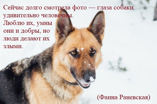 Цитата Фаины Раневской о собаке