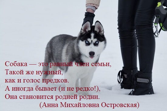 Стихи Островской о собаке