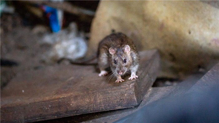 Крыса в подвале