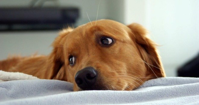 Эпилепсия у собак - как распознать опасное состояние питомца?