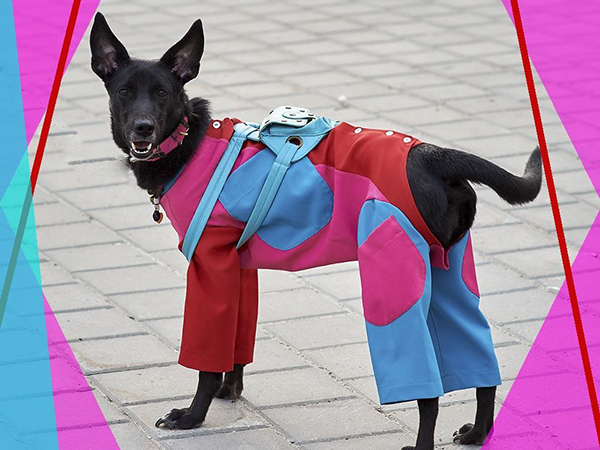 DIY одежда для собак 7 мастер-классов + очень полезно!, фото №4