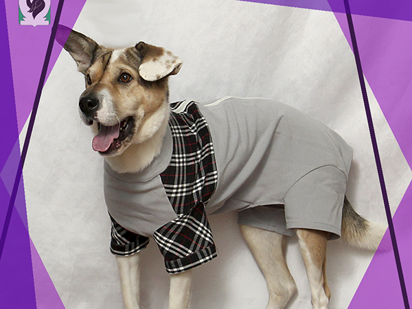 DIY одежда для собак 7 мастер-классов + очень полезно!, фото №2