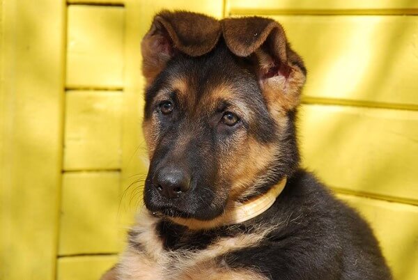 Вы спросили: В каком возрасте у щенков встают уши? Путеводитель Mi Dog