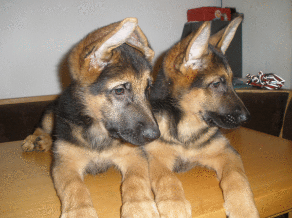 Вы спросили: В каком возрасте у щенков встают уши? Путеводитель Mi Dog