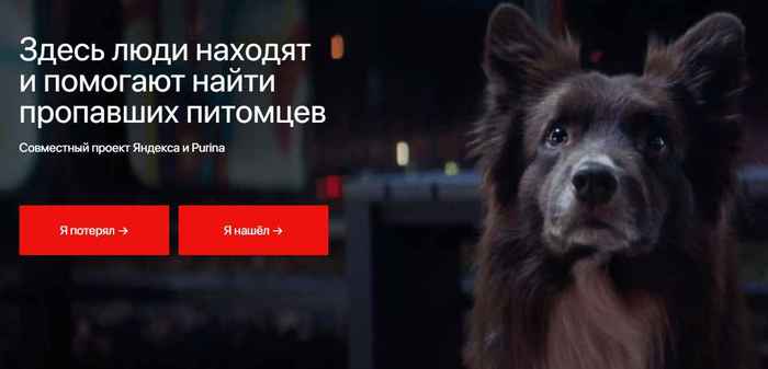 Яндекс запустил сервис поиска домашних животных. Новости Москвы, потерялась, кошка, собака, собака потерялась, собака нашлась, кошка потерялась, кошка нашлась, без рейтинга, собака