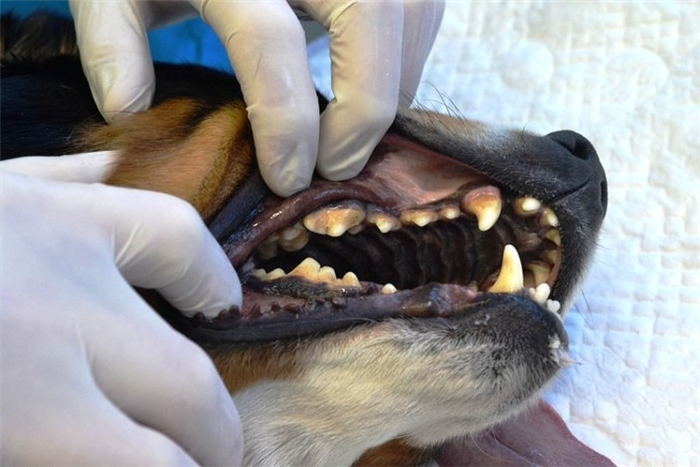 Зубной камень у собак: удаление, профилактика, причины