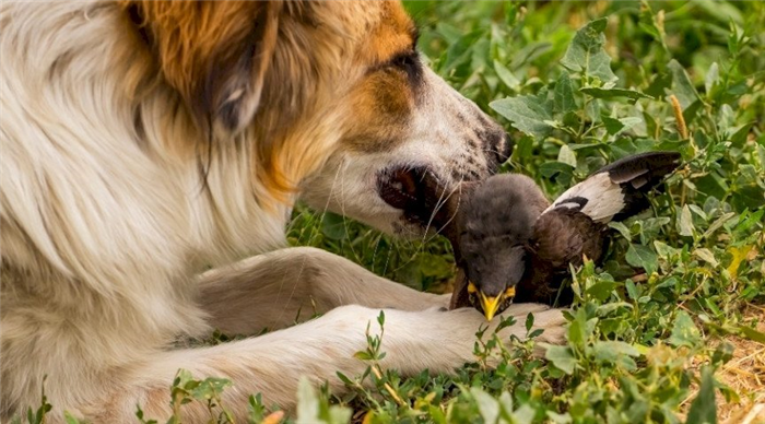 Собака ест птицу