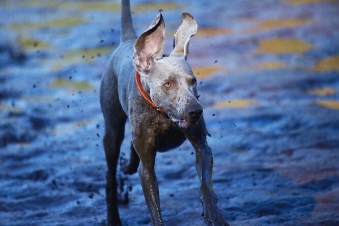 Как мыть собаку без воды и купания: 3 способа справиться с грязью с помощью бахил