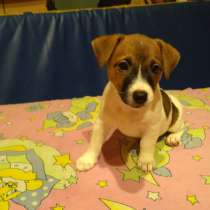 Verkauf von Welpen Jack Russell Terrier in Kaliningrad