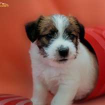 Jack Russell Terrier Welpen kaufen, Kindergarten in Kiew