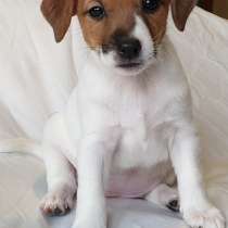 Welpen Jack-Russell-Terrier in St. Petersburg,