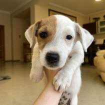 Welpen Jack Russell Terrier mit Dokumenten in Anapa