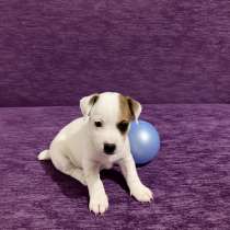 ⑦ <Span > Welpe Jack Russellell, puppies Welpen im Jack Russell Terrier,»/></p><h3>Щенки Джек Рассел терьера</h3><h3>Щенки Джек Рассел терьера</h3><p>Джек Рассел терьер для продажи. От хороших пародийных родителей. Щенки соответствуют стандартам.</p><h2>Сайт бесплатных объявлений Москвы</h2><p>Вы можете разместить объявление с предложениями из Москвы бесплатно и без регистрации. Перед подачей заявления в Москве ознакомьтесь с правилами, нарушение которых приведет к отказу в публикации заявления. Постарайтесь подготовить описания к ОБЪЯВЛЕНИЮ, максимально четко и грамотно подобрать наиболее удачные фотографии, посмотрите другие объявления в Москве о продаже того же или похожего товара, чтобы выбрать оптимальную цену для быстрой продажи. Сосредоточьтесь на правильном выборе заголовков, чтобы разместить объявление и не тратить лишнее время на последующее редактирование. Если вы уже ознакомились с правилами, то теперь вы можете подать объявление в Москве.</p><div class='rp4wp-related-posts'><h3>Похожие статьи</h3><ul><li><div class='rp4wp-related-post-content'><a href='https://www.dogidogi.ru/dzhek-rassel-terer-opisanie-porody-sobaki-ot-a-do/'>Джек-рассел-терьер — описание породы собаки от А до Я</a><p>Щенок джек рассел терьер характер Они агрессивны по отношению к другим собакам. Если в доме…</p></div></li><li><div class='rp4wp-related-post-content'><a href='https://www.dogidogi.ru/dzhek-rassel-terer-standart-porody-po-rkf-i/'>Джек-рассел-терьер: стандарт породы по ркф и признаки по которым можно отличить чистокровного питомца</a><p>Стандарт породы «Джек-рассел-терьер»: как выглядит собака и по каким критериям следует выбирать щенка Некоторые считают…</p></div></li><li><div class='rp4wp-related-post-content'><a href='https://www.dogidogi.ru/kak-vybrat-schenka/'>Как выбрать щенка?</a><p>Как выбрать щенка? Нужно понимать, выбор щенка и его приобретение – непростая задача. До момента,…</p></div></li><li><div class='rp4wp-related-post-content'><a href='https://www.dogidogi.ru/vospitanie-sobak-porody-pitbul/'>Воспитание собак породы Питбуль</a><p>Воспитание собак породы Питбуль Средства массовой информации крайне негативно настроили общественность по отношению к собакам…</p></div></li></ul></div> <div class=