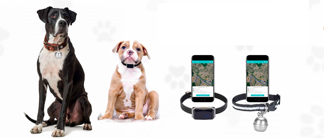 Собачий трекер хадог 03