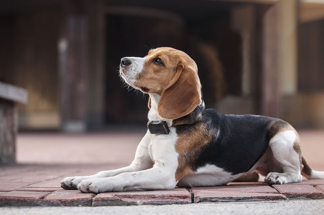 15 лучших GPS-трекеров для собак (ошейников): для мелких, средних и крупных пород