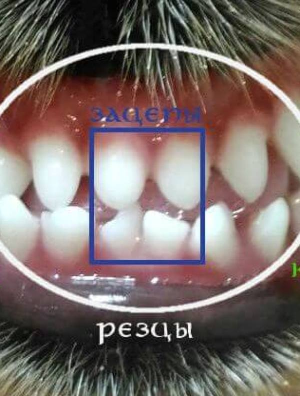 Определение возраста собаки по зубам. На фотографиях изображены резцы, включая крючки и клыки.