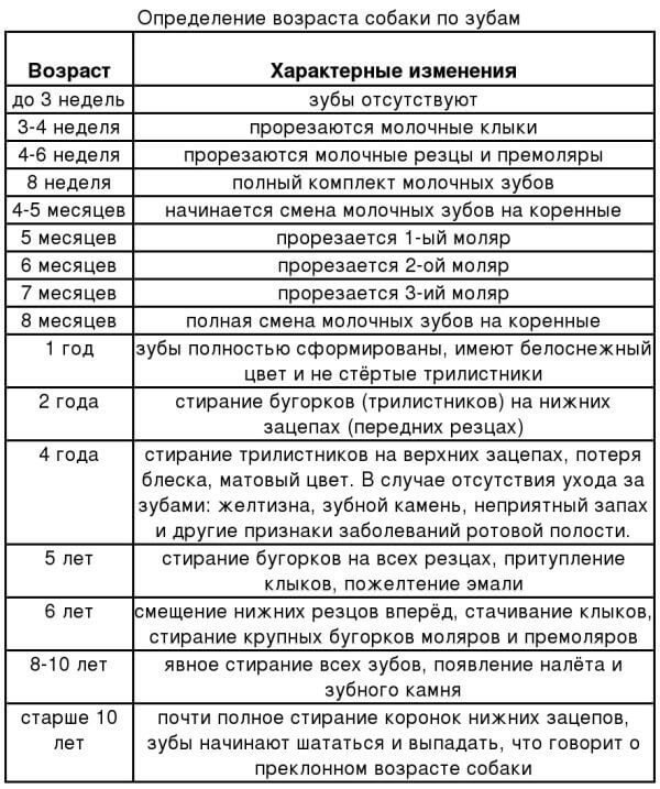 Как сделать зубы для определения возраста собаки. Таблица.