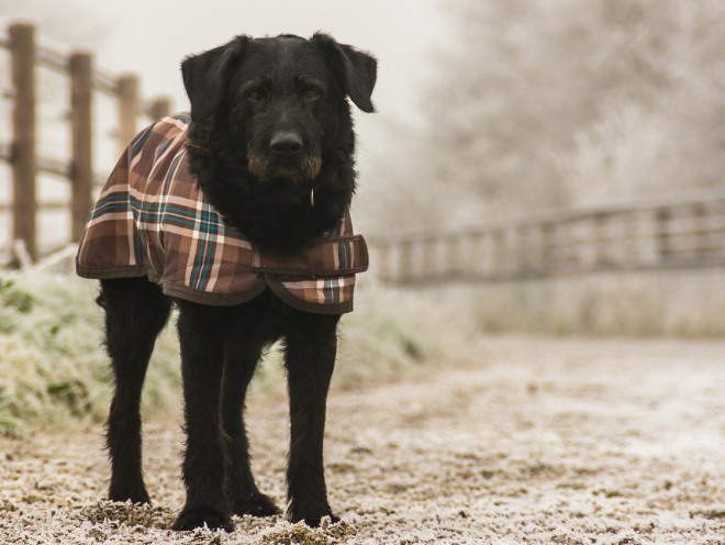 Собака выходит на прогулку в холодную погоду