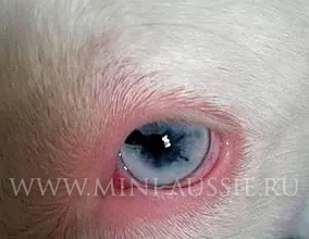 Ржавый ученик