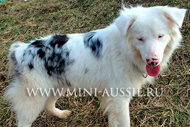 Цвет аусузи