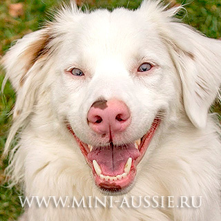 Ousi double merle