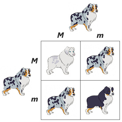 Вязание Австралия Мерл и Мерл