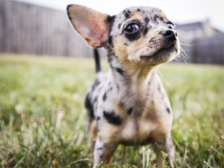 Фото мрамора в Чиуауа